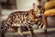 Expensive cat breeds