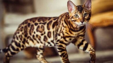 Expensive cat breeds