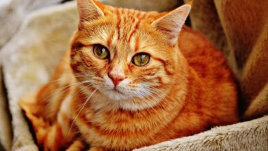 Cat sigh stock photo. Image of animals, closeup, animal - 115100668