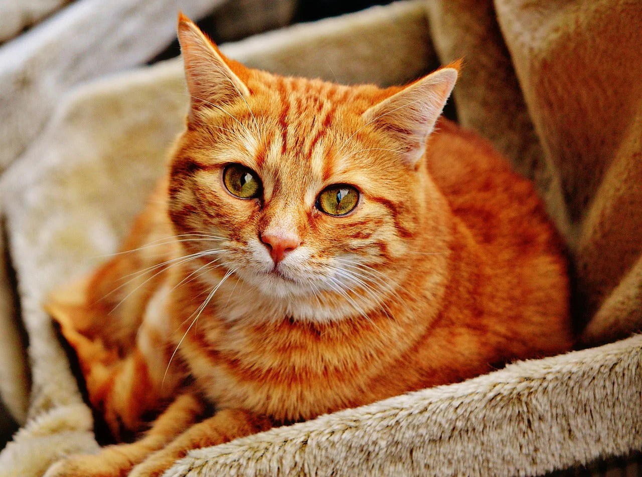 Cat sigh stock photo. Image of animals, closeup, animal - 115100668