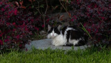 Rescue cat looks like a middle-aged man with a pot belly – Michael Broad