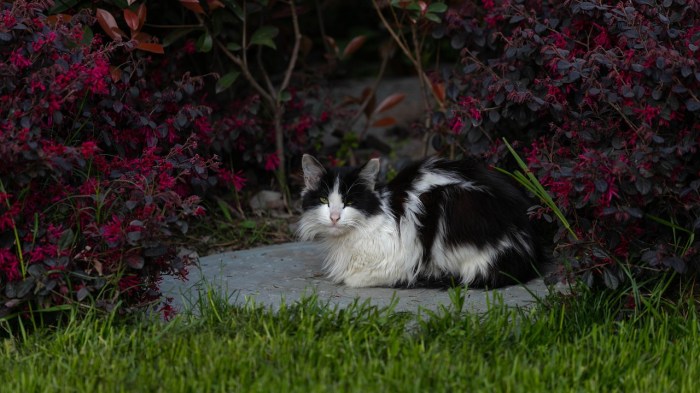 Rescue cat looks like a middle-aged man with a pot belly – Michael Broad