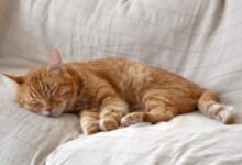 What Breed was Garfield: 9 Cat Breeds from Comics – catworldtoday.com