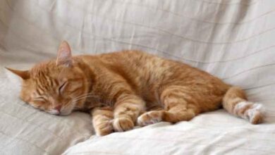 What Breed was Garfield: 9 Cat Breeds from Comics – catworldtoday.com