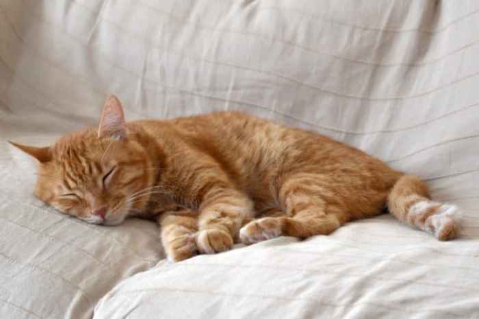 What Breed was Garfield: 9 Cat Breeds from Comics – catworldtoday.com