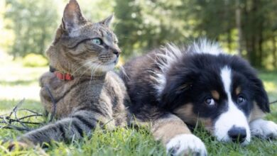 Can Cat Eat Steak? The Surprising Truth Revealed - Vet Advises