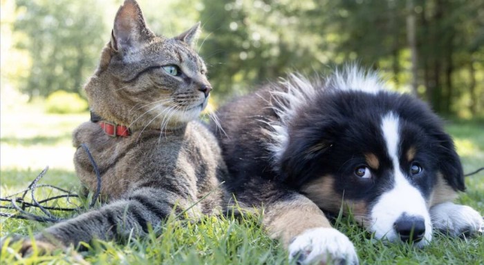 Can Cat Eat Steak? The Surprising Truth Revealed - Vet Advises