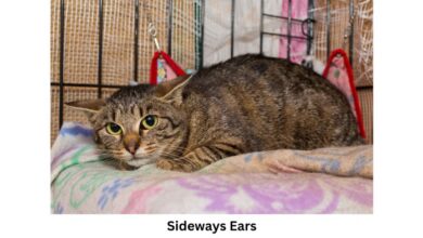 Scottish fold cat | Fluffy, Folded Ears, Short-Haired | Britannica