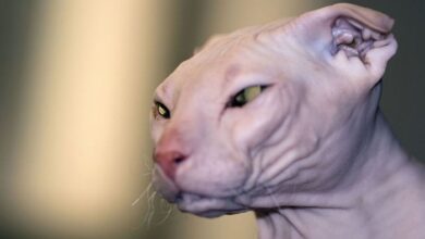 7 Hairless Cat Breeds: Cats Without Fur - HubPages