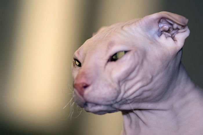 7 Hairless Cat Breeds: Cats Without Fur - HubPages