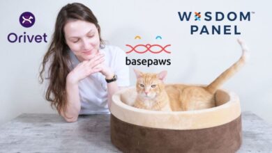 Is Your Cats Breed a Mystery? This DNA Test Could Solve It - TopPetShop