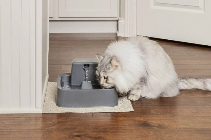 Best cat drinking fountains