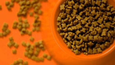 Cat Food Recalls Roundup — All Brands Impacted in 2025