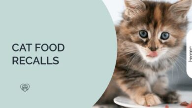 Cat Food Recalls 2026 | See If Your Brand Has Been Recalled!