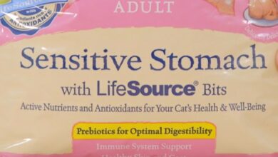 Why Is My Cat Throwing Up Undigested Food? - Cats.com