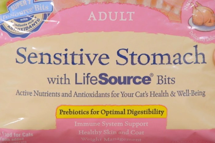 Why Is My Cat Throwing Up Undigested Food? - Cats.com