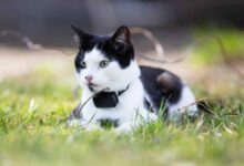 Cat Trackers And GPS Collars. Buying Guide - The Cat Loop