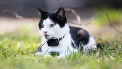 Cat Trackers And GPS Collars. Buying Guide - The Cat Loop
