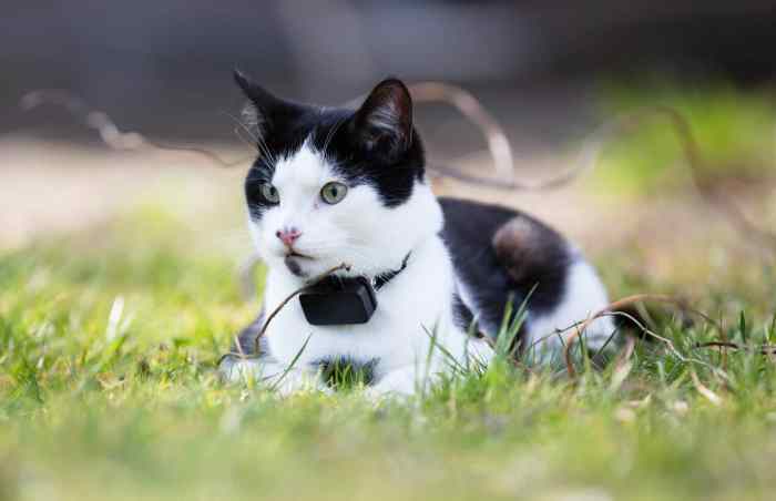 Cat Trackers And GPS Collars. Buying Guide - The Cat Loop