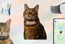 Best Cat GPS Trackers in 2025 (Designed for Cats) | Technomeow
