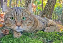 10 Domestic Cats That Look Like Tigers, Cheetahs, and Leopards - A-Z ...