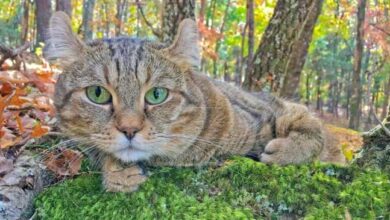 10 Domestic Cats That Look Like Tigers, Cheetahs, and Leopards - A-Z ...