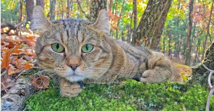 10 Domestic Cats That Look Like Tigers, Cheetahs, and Leopards - A-Z ...