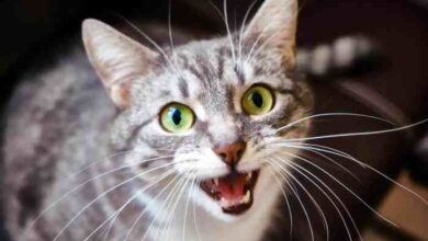 Why Is My Cat’s Meow Suddenly Hoarse? 9 Vet-Verified Reasons - Catster