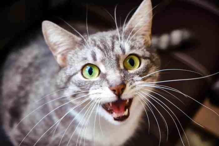 Why Is My Cat’s Meow Suddenly Hoarse? 9 Vet-Verified Reasons - Catster