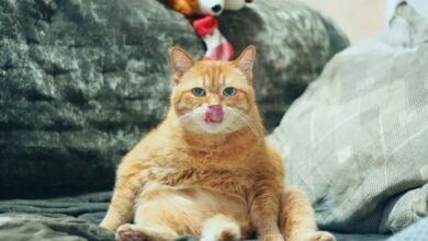 Cat Pun Greeting Card - Holy Catamole - My Community Made