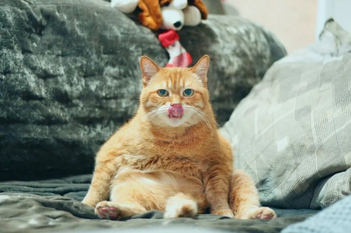 Cat Pun Greeting Card - Holy Catamole - My Community Made