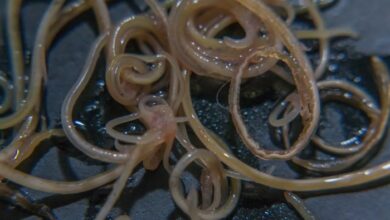 What Do Common Cat Worms Look Like? - Cat-World