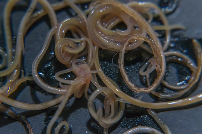 What Do Common Cat Worms Look Like? - Cat-World