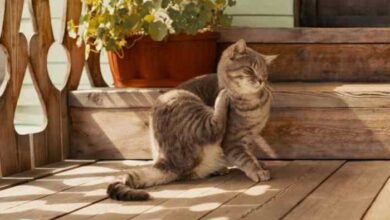 Why Is My Cat Acting Weird? 10 Vet Reviewed Reasons - Catster