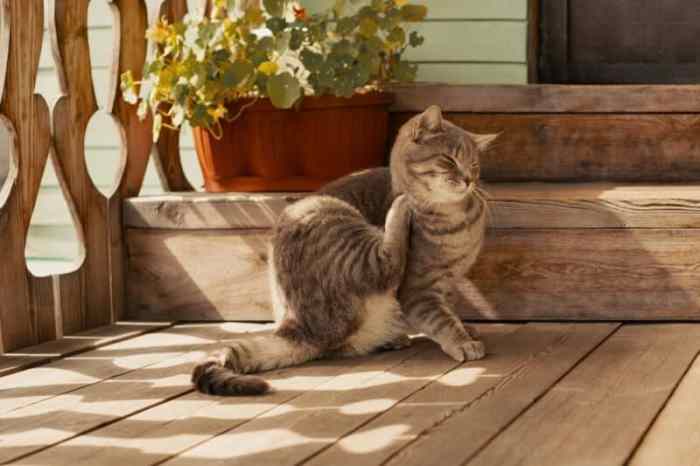 Why Is My Cat Acting Weird? 10 Vet Reviewed Reasons - Catster