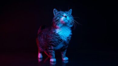What Colors Do Cats Like or Are They in Fact Color Blind? | Color Meanings
