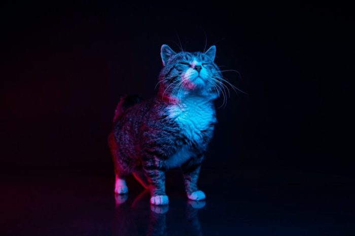 What Colors Do Cats Like or Are They in Fact Color Blind? | Color Meanings
