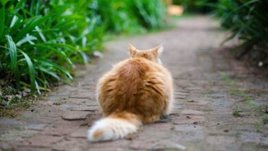 Why Do Cats Shake or Vibrate Their Tails? Vet-Verified Reasons ...