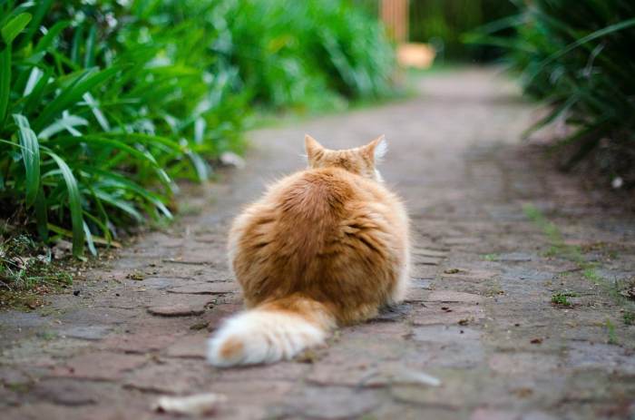Why Do Cats Shake or Vibrate Their Tails? Vet-Verified Reasons ...