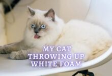 Throwing Up Foam Cat at Frank Jimenez blog