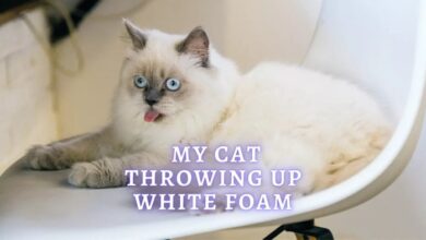Throwing Up Foam Cat at Frank Jimenez blog