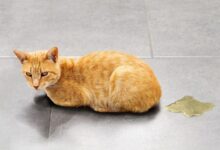 11+ Brilliant Ways to Clean Up Cat Urine