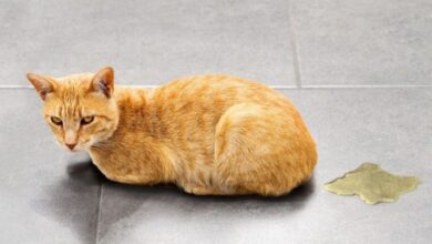 11+ Brilliant Ways to Clean Up Cat Urine