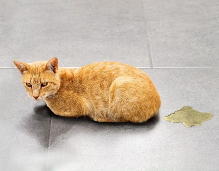 11+ Brilliant Ways to Clean Up Cat Urine