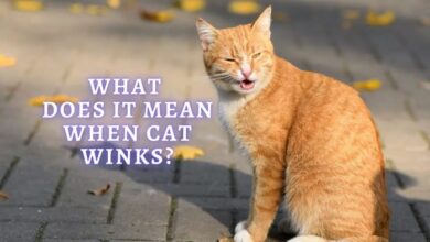 The Meaning Behind Cat Winking: A Complete Guide