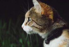 Best Cat GPS Trackers in 2025 (Designed for Cats) | Technomeow