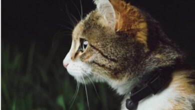Best Cat GPS Trackers in 2025 (Designed for Cats) | Technomeow