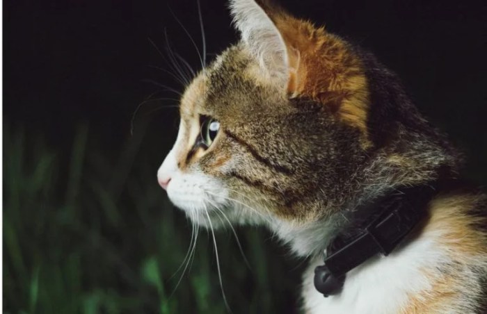 Best Cat GPS Trackers in 2025 (Designed for Cats) | Technomeow