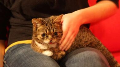 Cat with Down Syndrome: A Complete Guide to Understanding This Rare ...