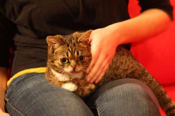 Cat with Down Syndrome: A Complete Guide to Understanding This Rare ...